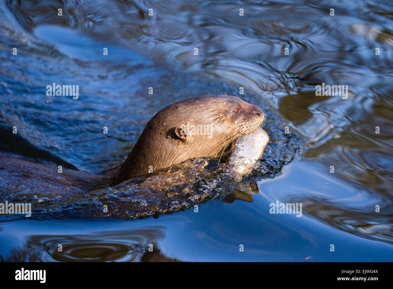 South American Giant Otter at Chestnut wildlife conservation centre in