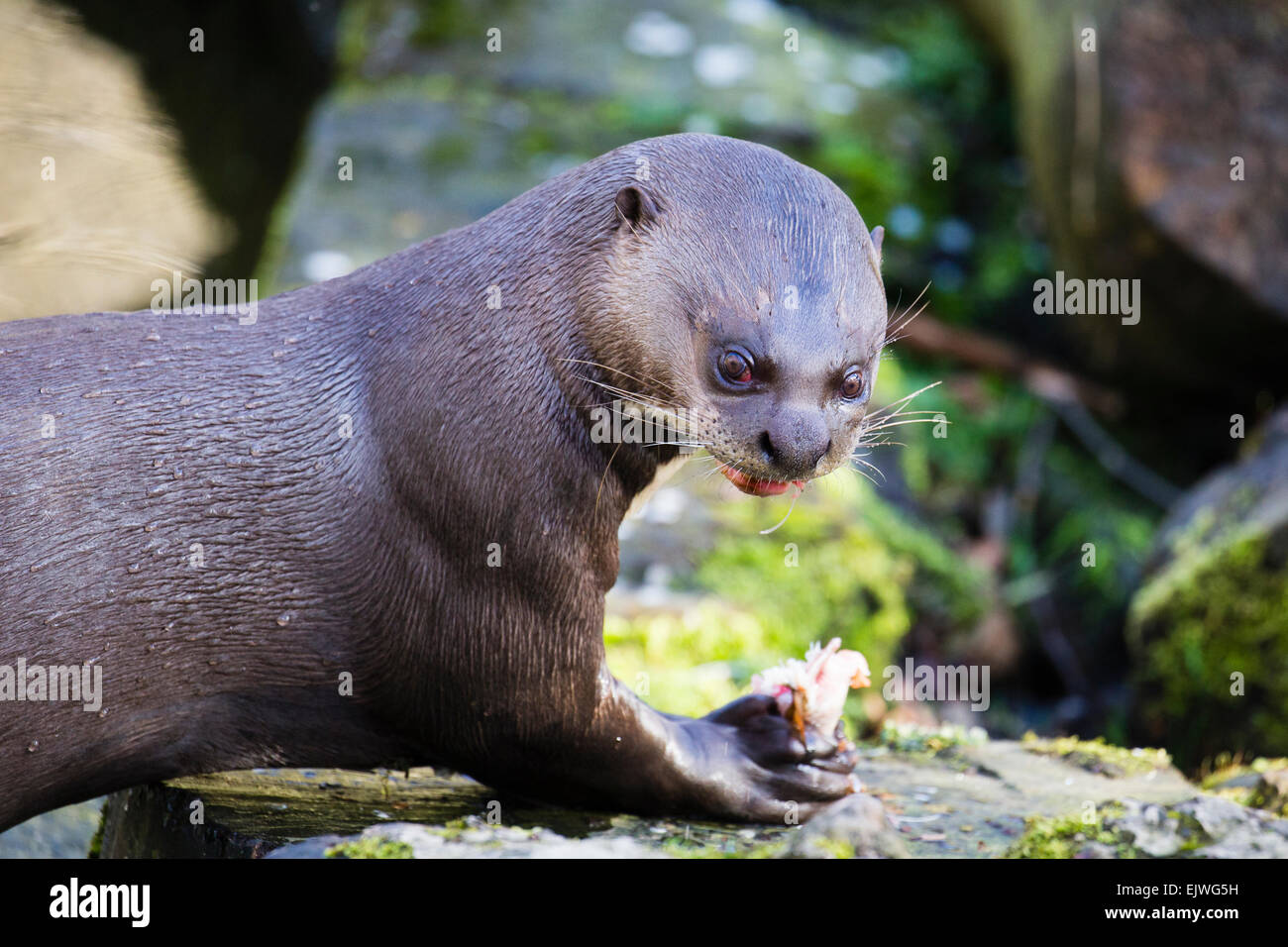 South American Giant Otter at Chestnut wildlife conservation centre in