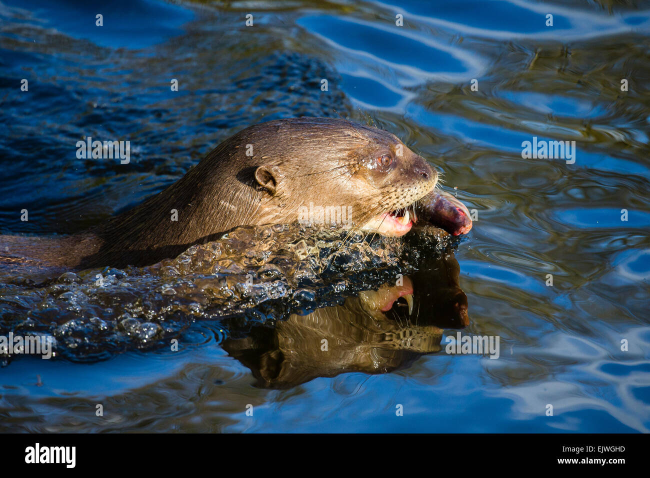 South American Giant Otter at Chestnut wildlife conservation centre in