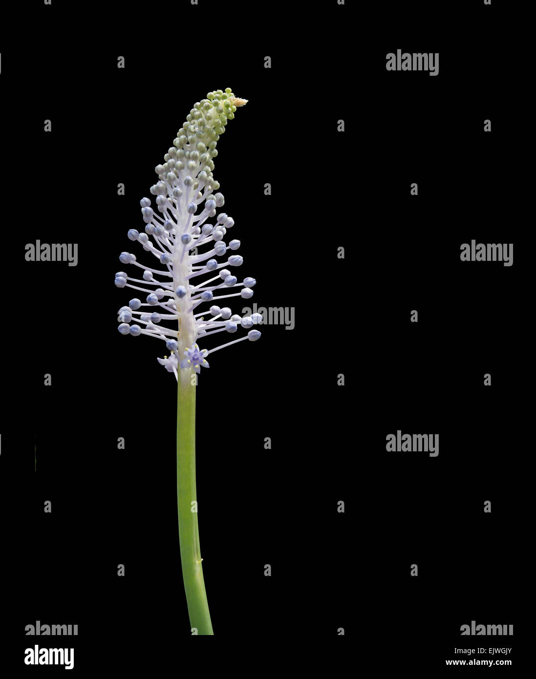 Madeiran Squill bud isolated on black. Stock Photo