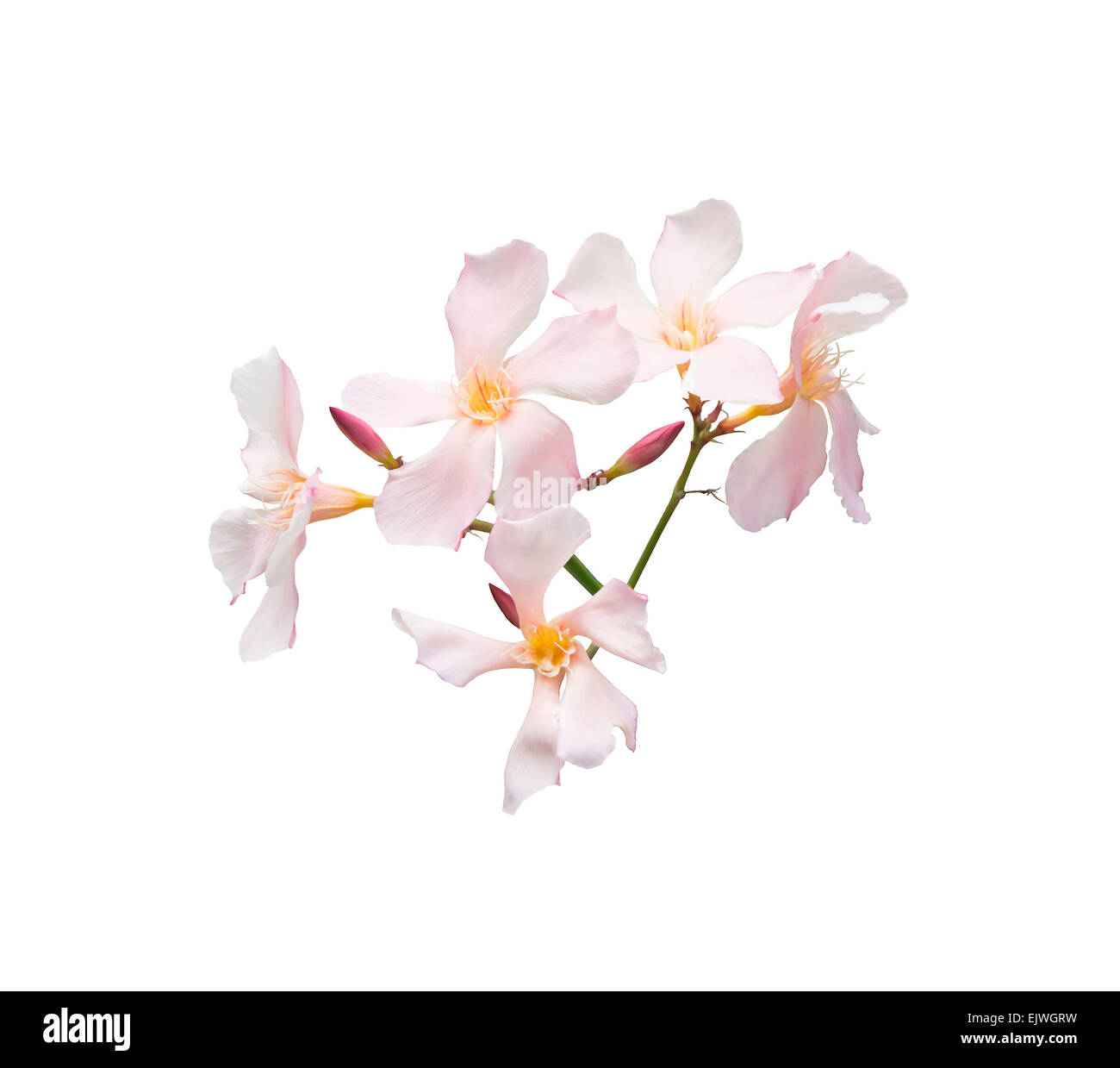 Oleander flowers. Nerium shrub with pastel pink flowers isolated on white. Stock Photo