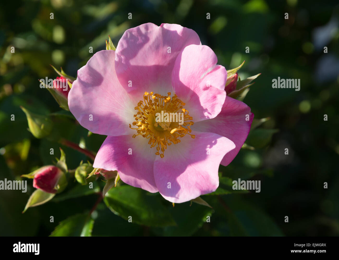 Wild rose. Pink Rosa rugosa or Dog rose closeup  in September garden. Stock Photo