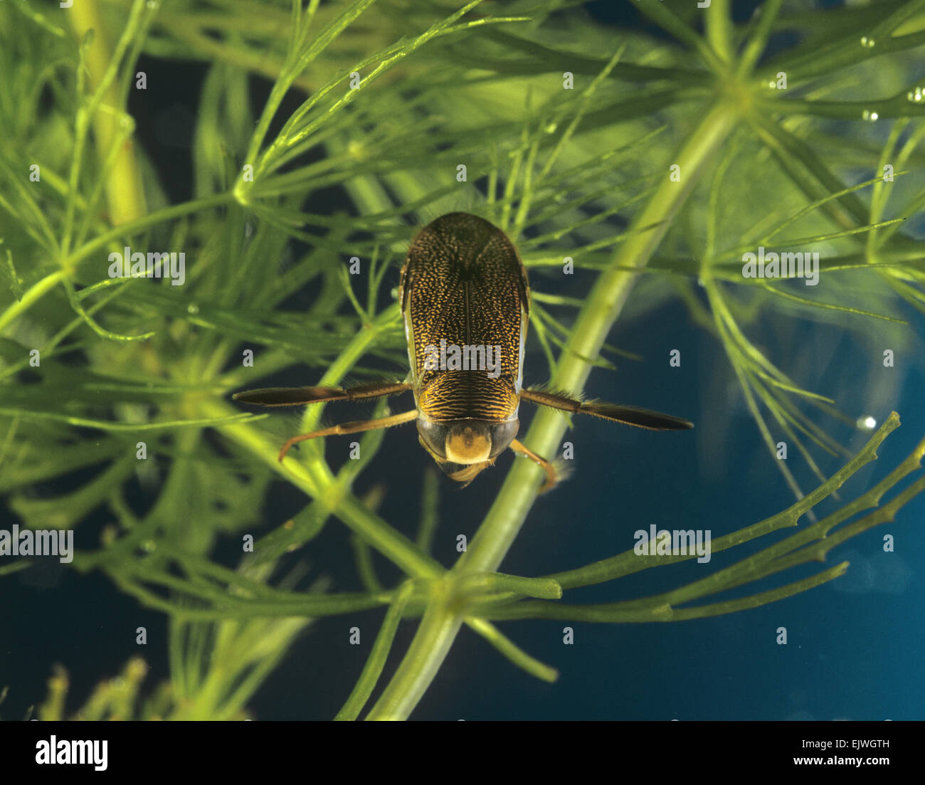 Lesser water boatman corixa punctata hi-res stock photography and images - Alamy Lesser water boatman corixa punctata hi-res stock photography and images - Alamy
