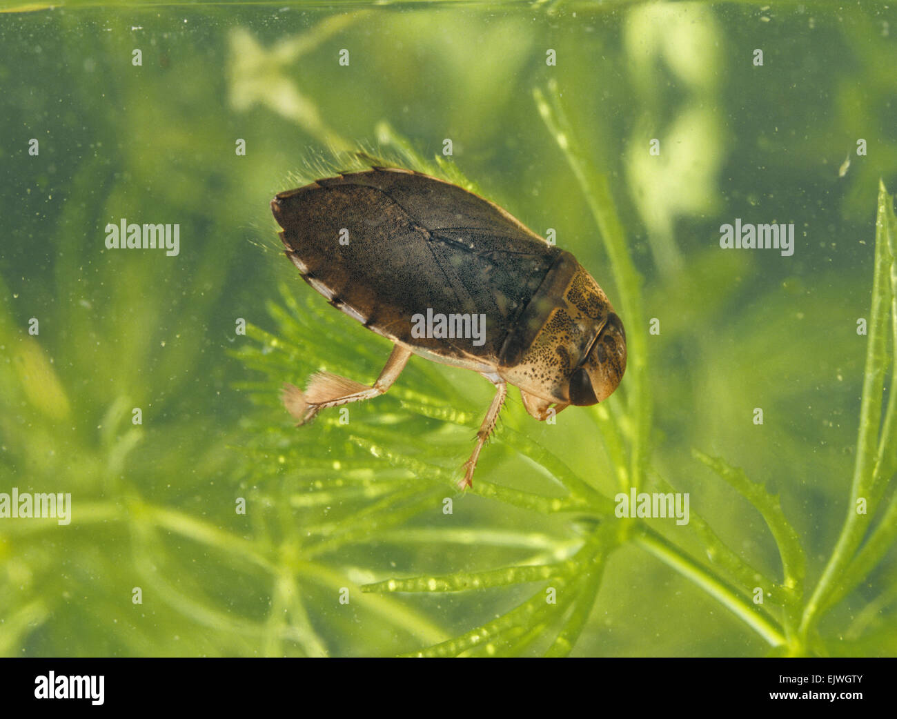 Saucer Bug - Ilyocoris cimicoides Stock Photo