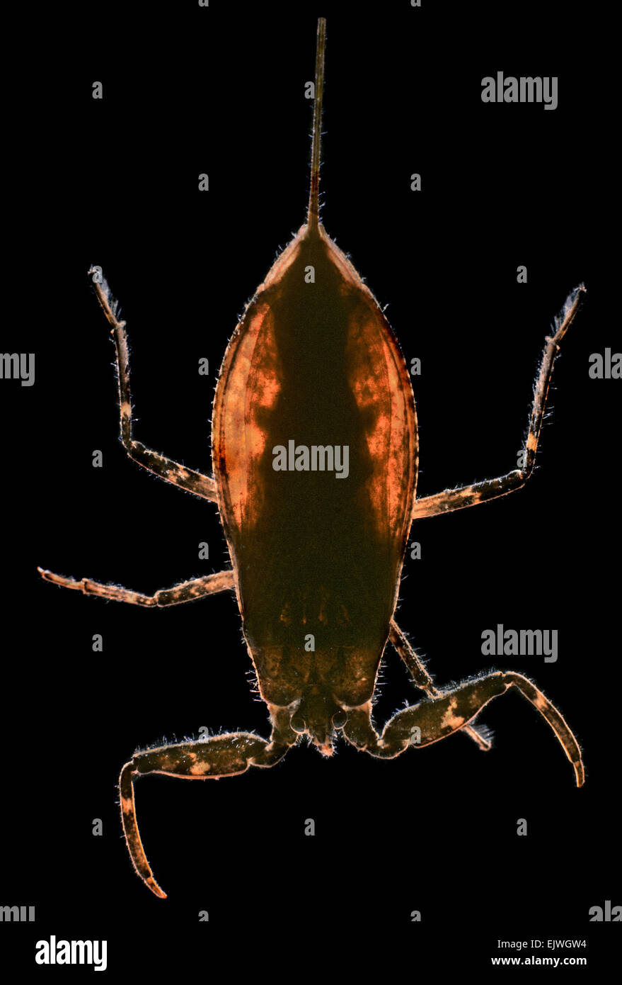 Water Scorpion - Nepa cinerea Stock Photo