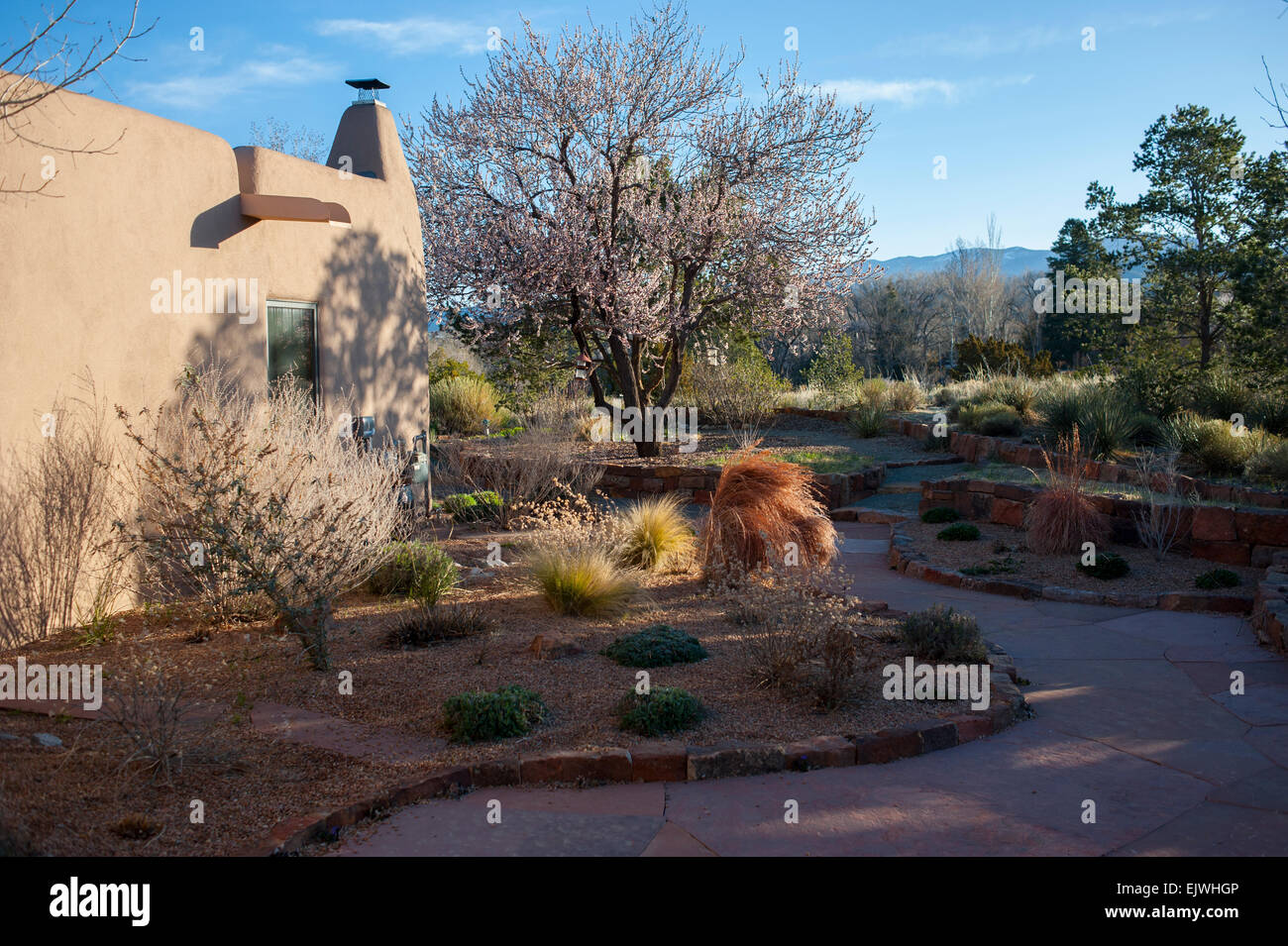USA New Mexico NM dessert garden along an adobe style hacienda house home in the spring Stock Photo
