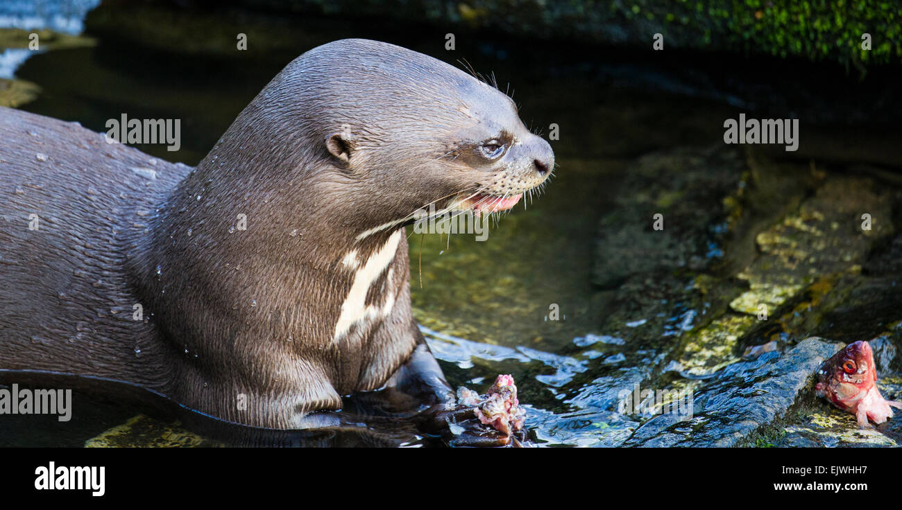 South American Giant Otter at Chestnut wildlife conservation centre in