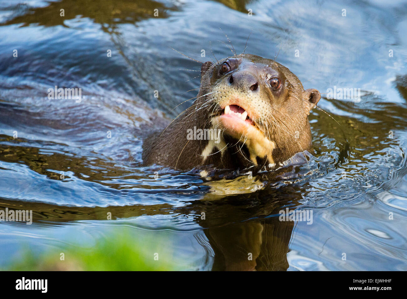 South American Giant Otter at Chestnut wildlife conservation centre in Chapel en le Frith, Derbyshire Stock Photo