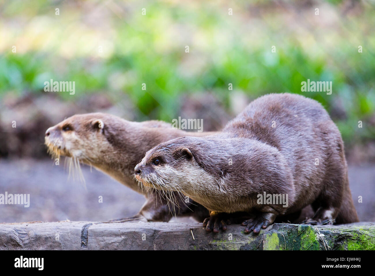 Oriental small-clawed otter in Chestnut Conservation Centre, Chapel en le Frith, Derbyshire Stock Photo
