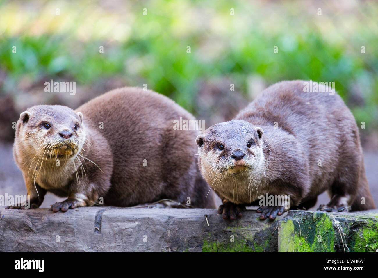 Oriental small-clawed otter in Chestnut Conservation Centre, Chapel en le Frith, Derbyshire Stock Photo