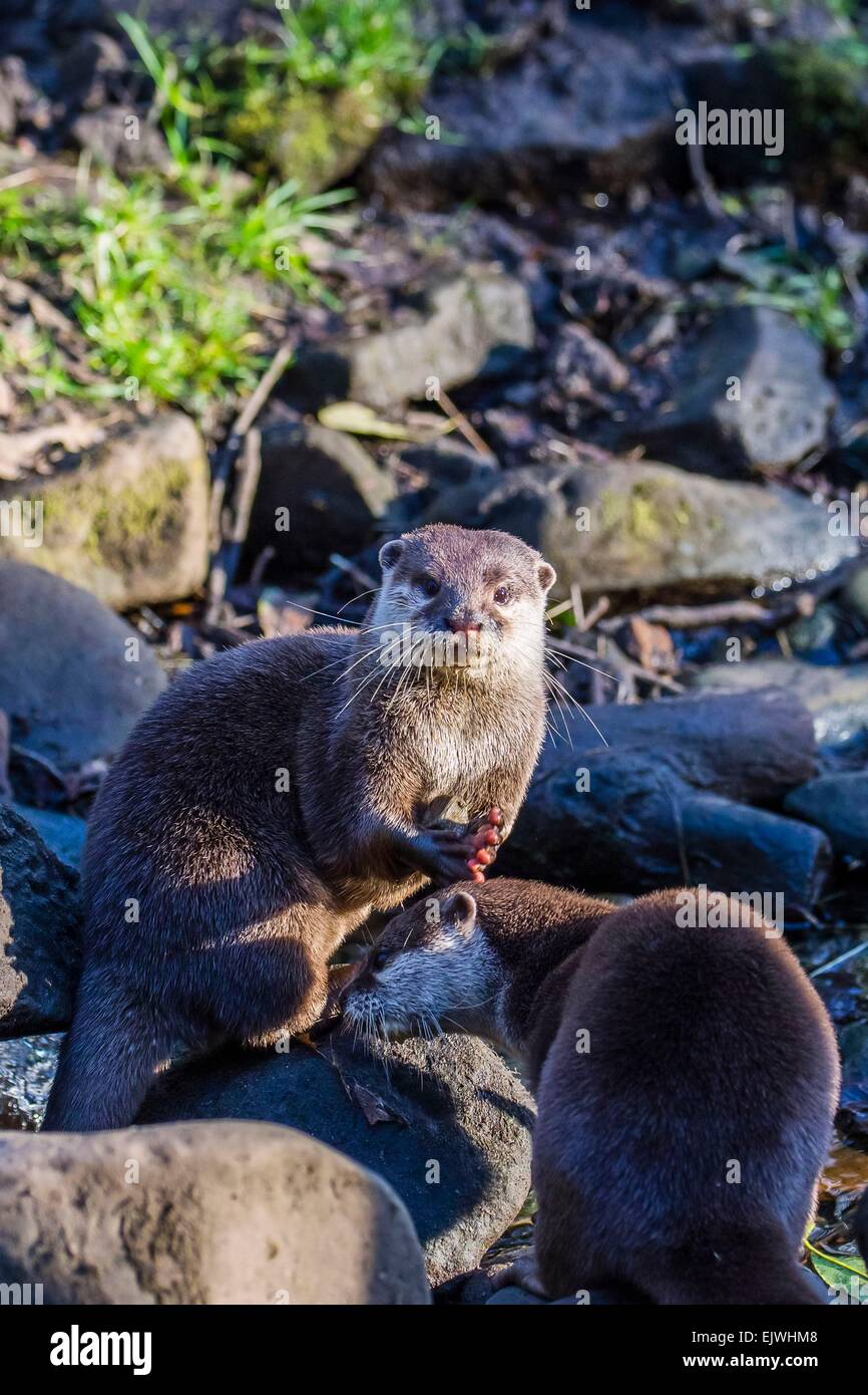 Oriental small-clawed otter in Chestnut Conservation Centre, Chapel en le Frith, Derbyshire playing with a pebble. Stock Photo