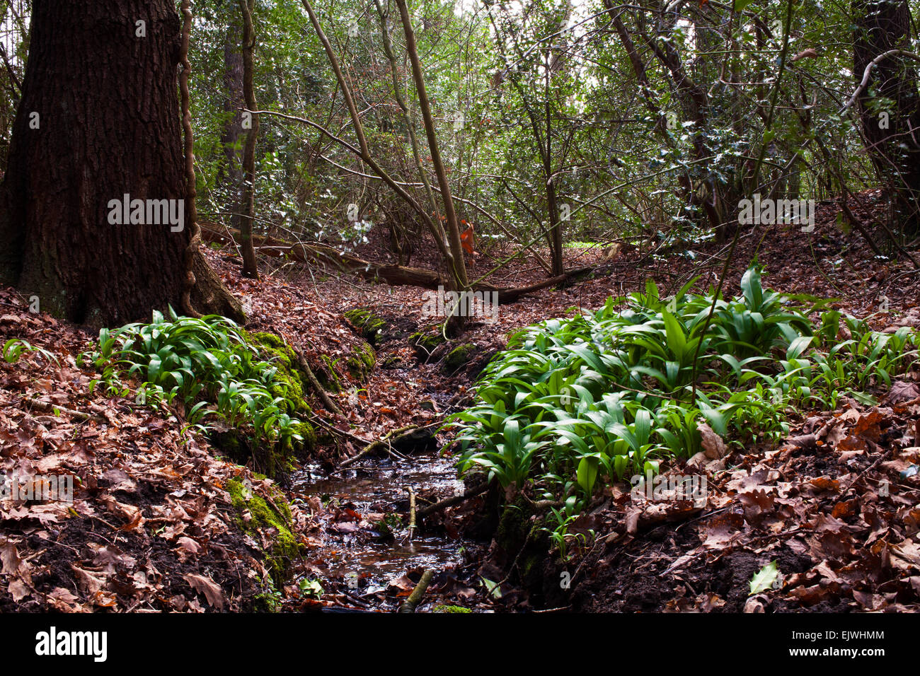 A small stream running through a forest. Stock Photo