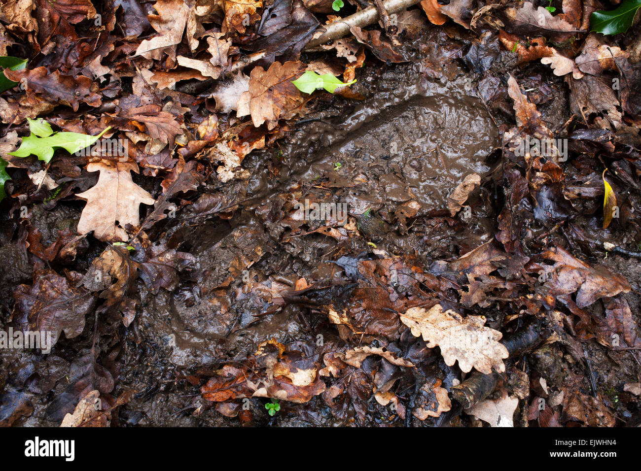A muddy footprint in a forest. Stock Photo