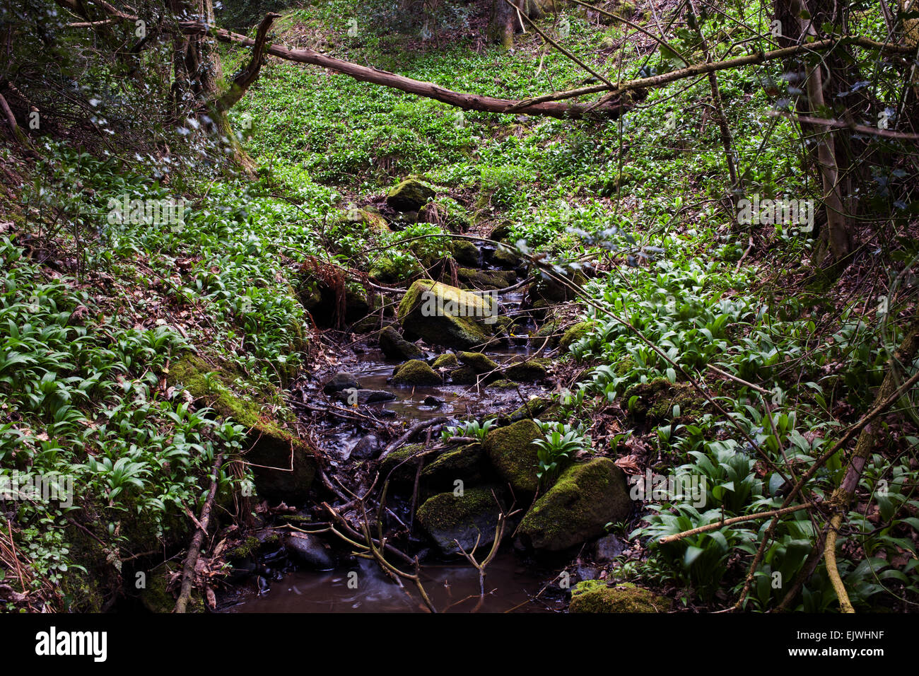 A stream running through native British forest with carpets of wild garlic on the banks. Stock Photo