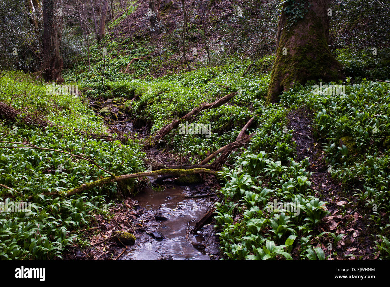 A stream running through native British forest with carpets of wild garlic on the banks. Stock Photo