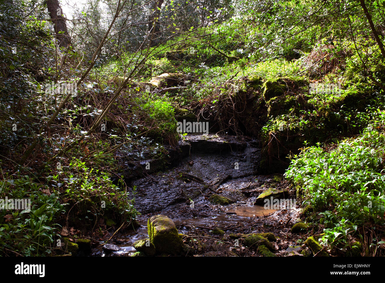 Woodland stream - Stock Image - C016/2344 - Science Photo Library