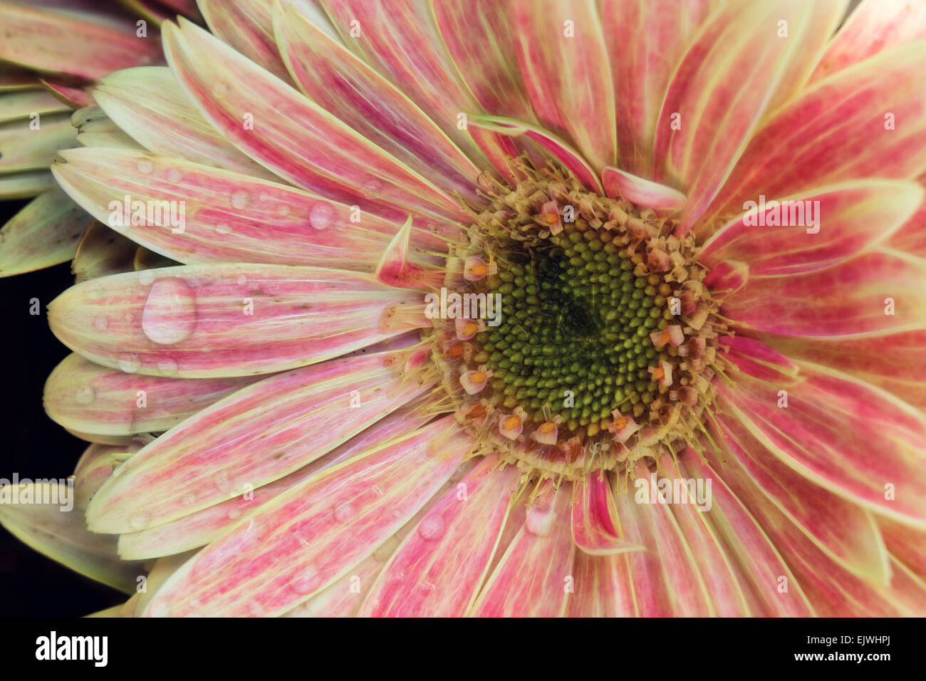 A pink and cream colored close up of a Gerbera dasiy after some rain. Stock Photo