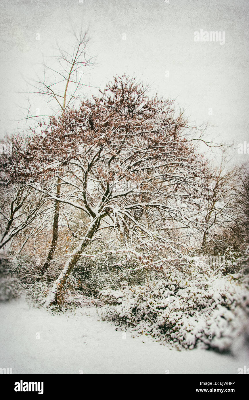 Trees and shrubs after a fresh snow. Stock Photo