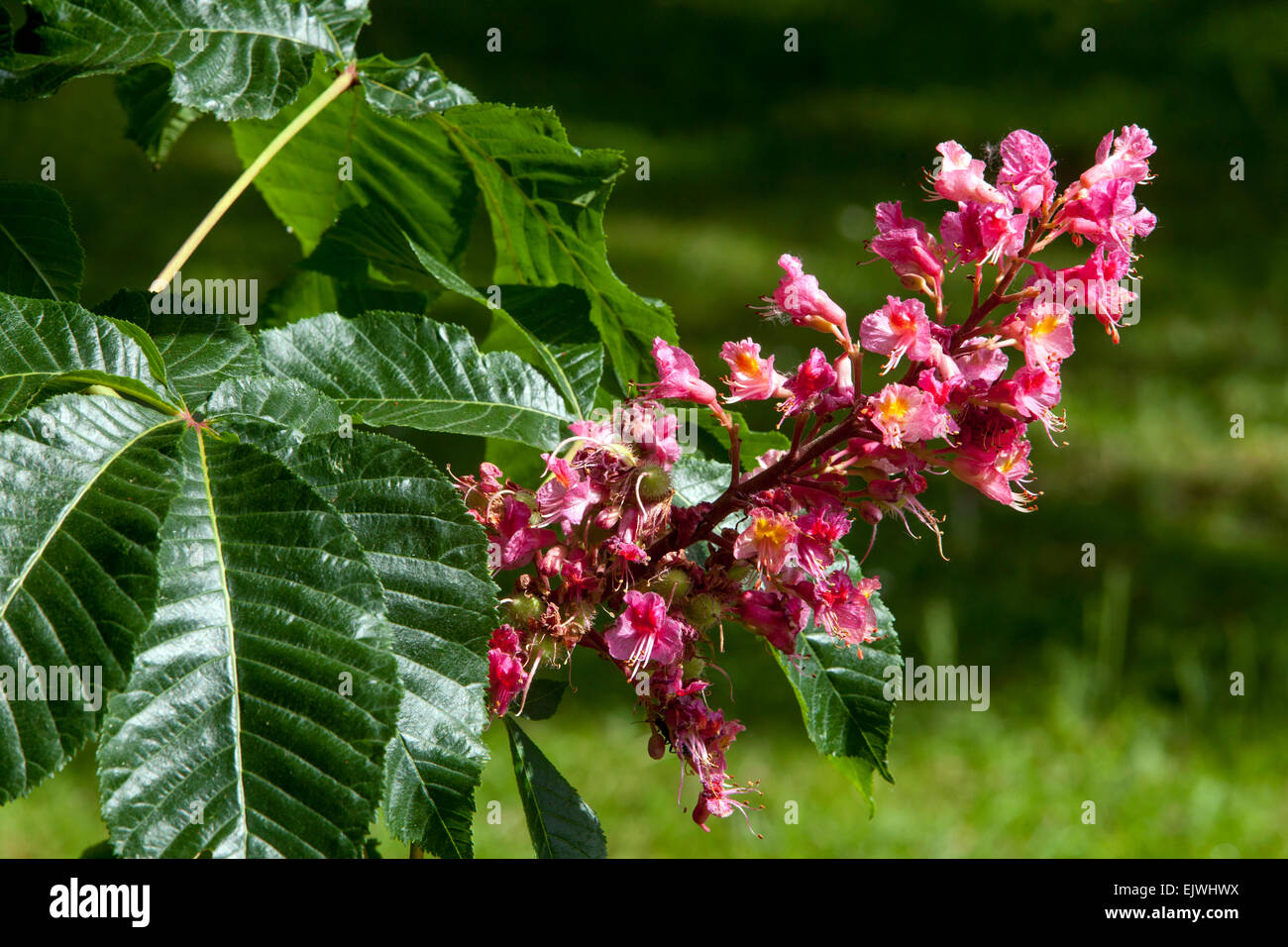Aesculus x carnea, Red Horse chestnut Stock Photo
