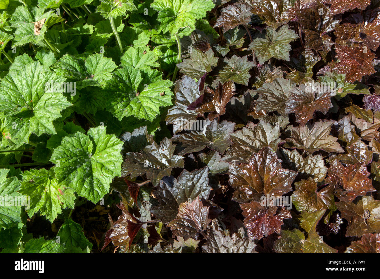 Heucheras with different colored leaves, Alumroot, Coral bells Stock Photo