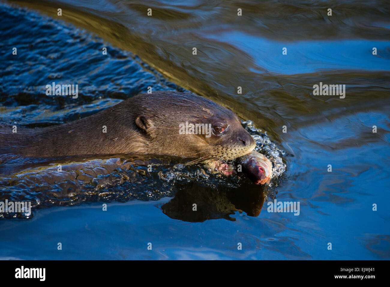 South American Giant Otter at Chestnut wildlife conservation centre in