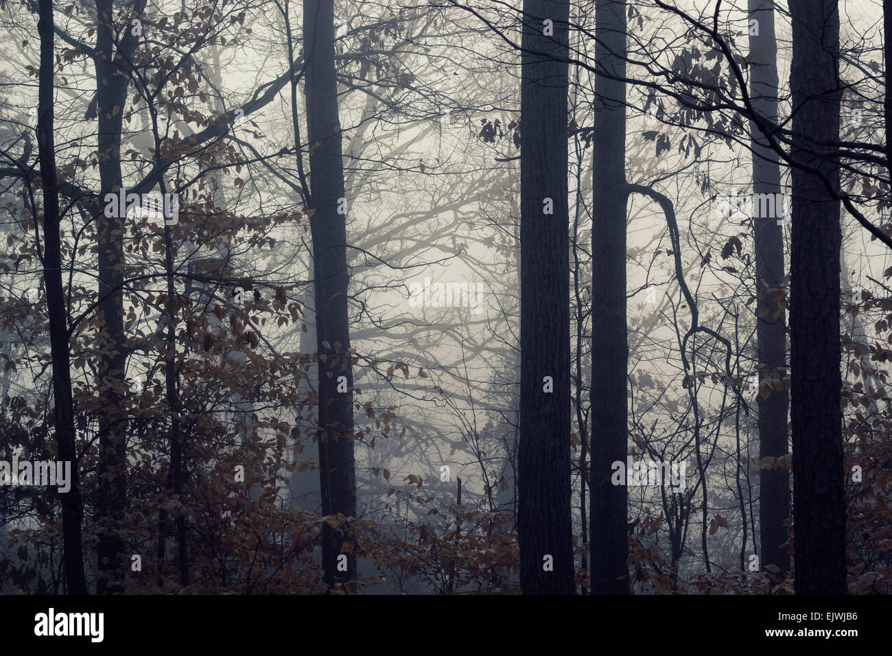 Foggy/misty winter trees and woods. Stock Photo