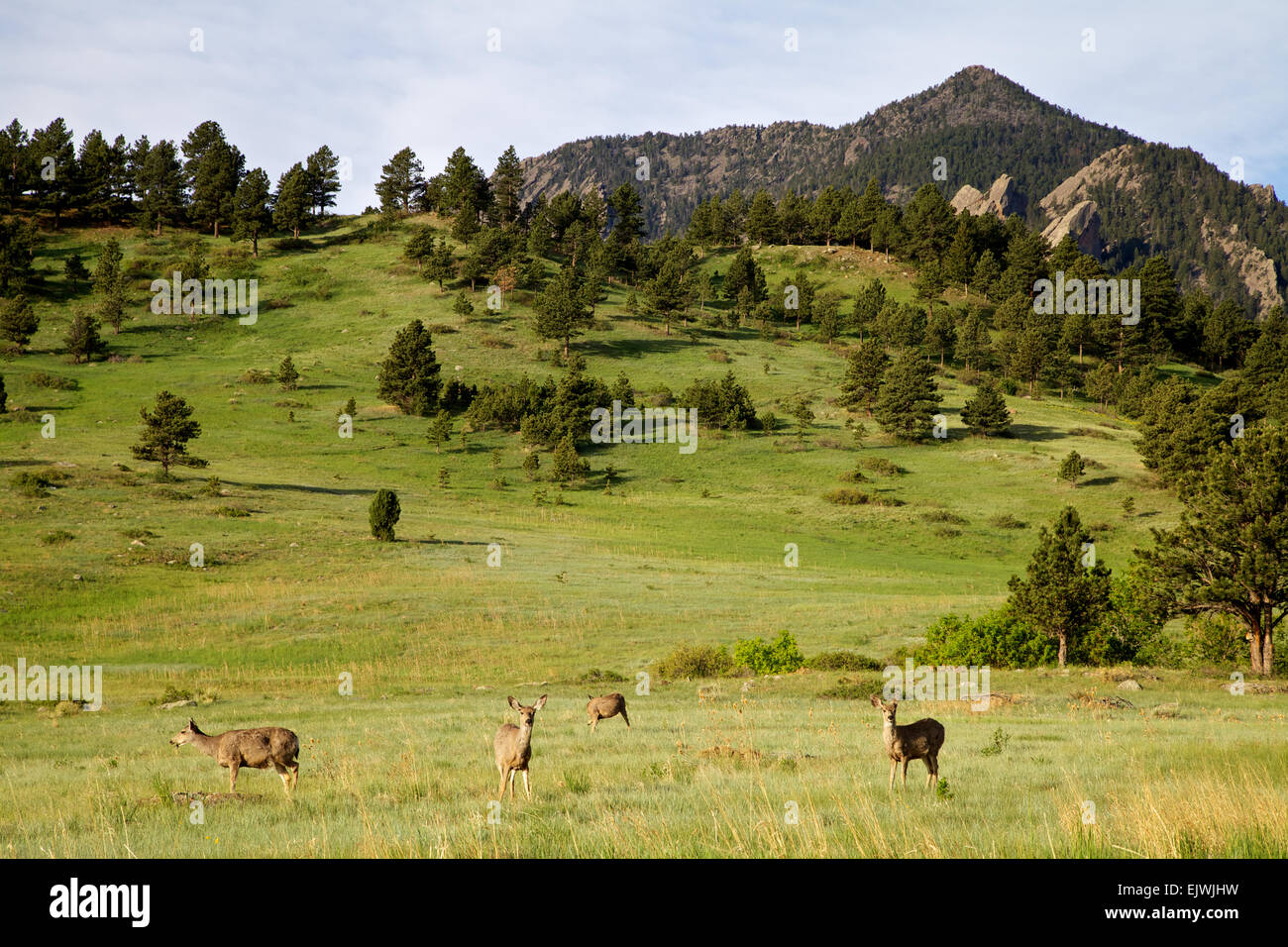 Mule deer in a high mountain meadow Stock Photo