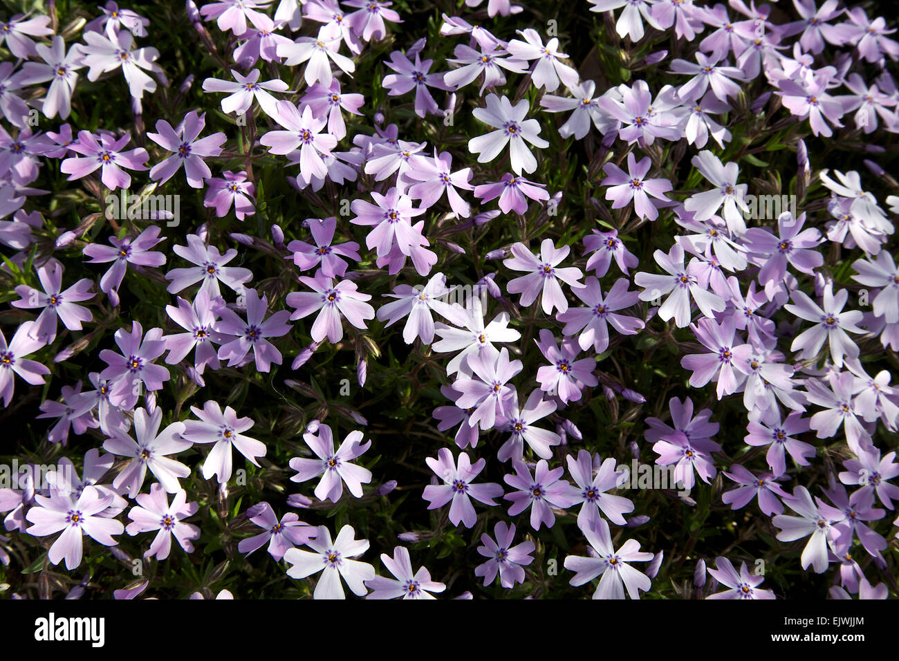 Creeping Phlox flowers Stock Photo