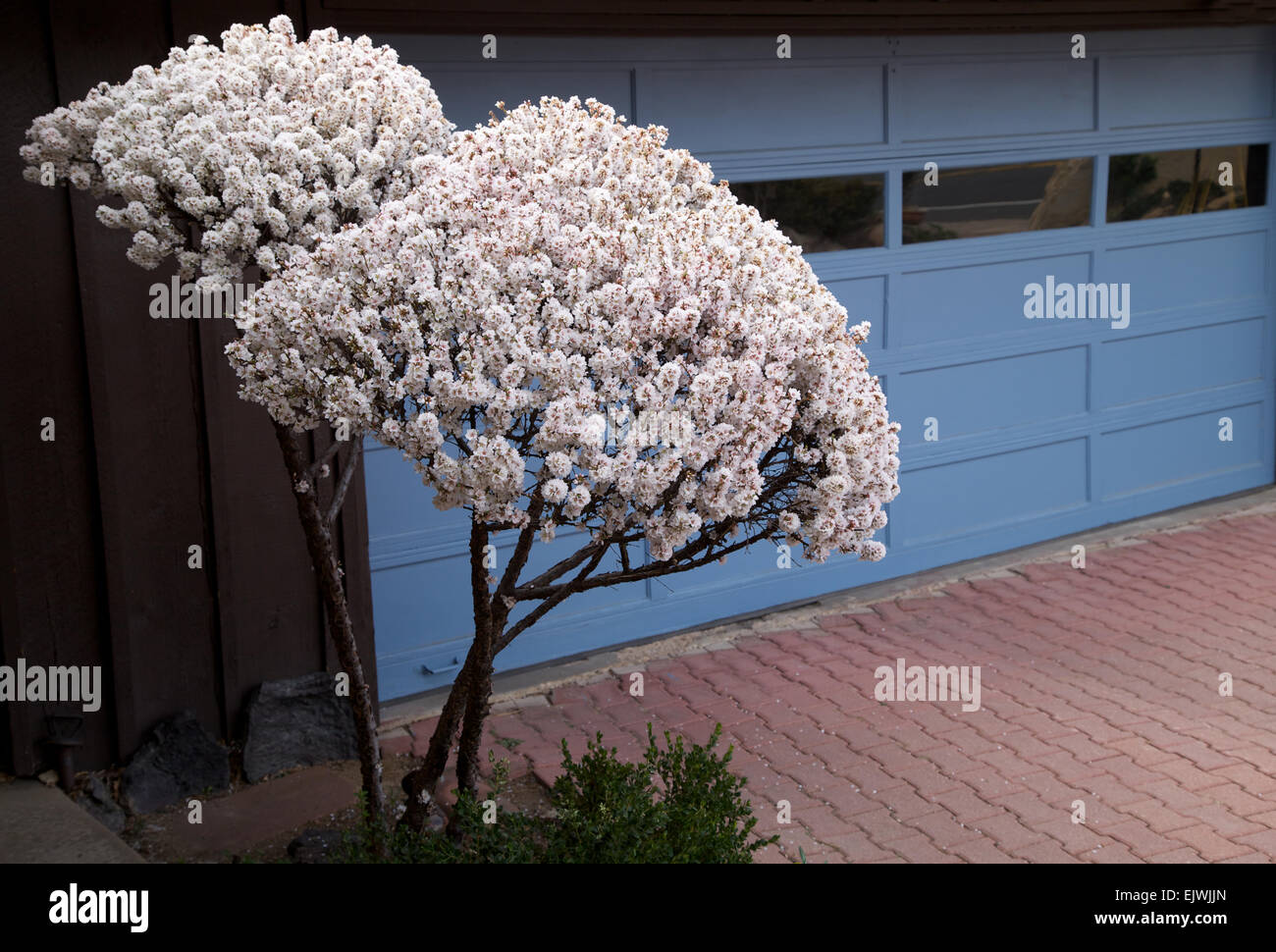 Nanking Cherry in full bloom Stock Photo