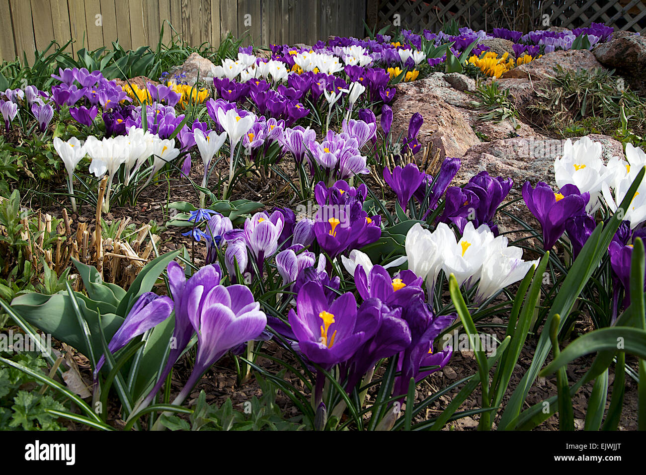 A mix of large flowering crocus Stock Photo