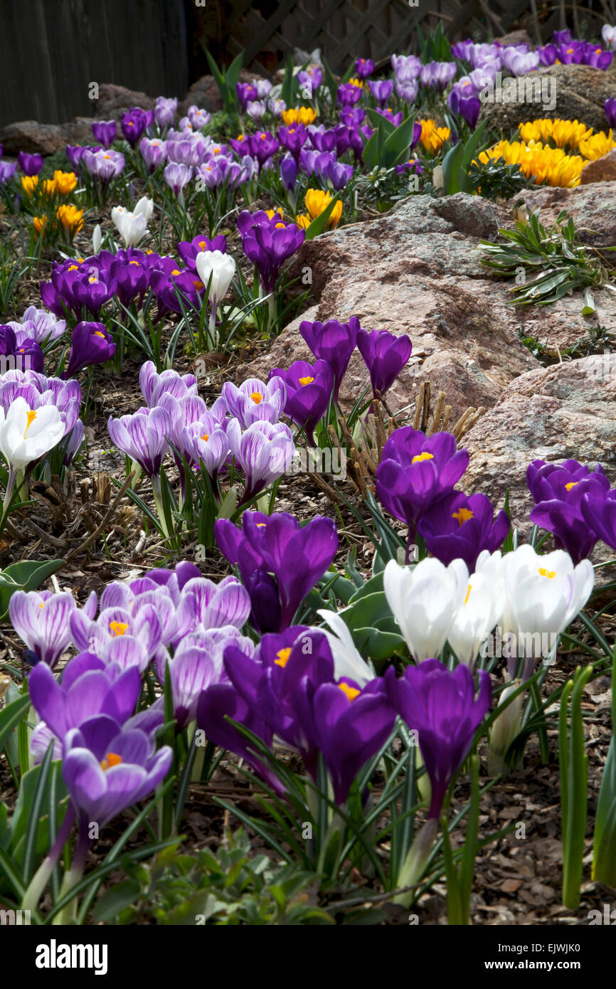 A mix of large flowering crocus Stock Photo