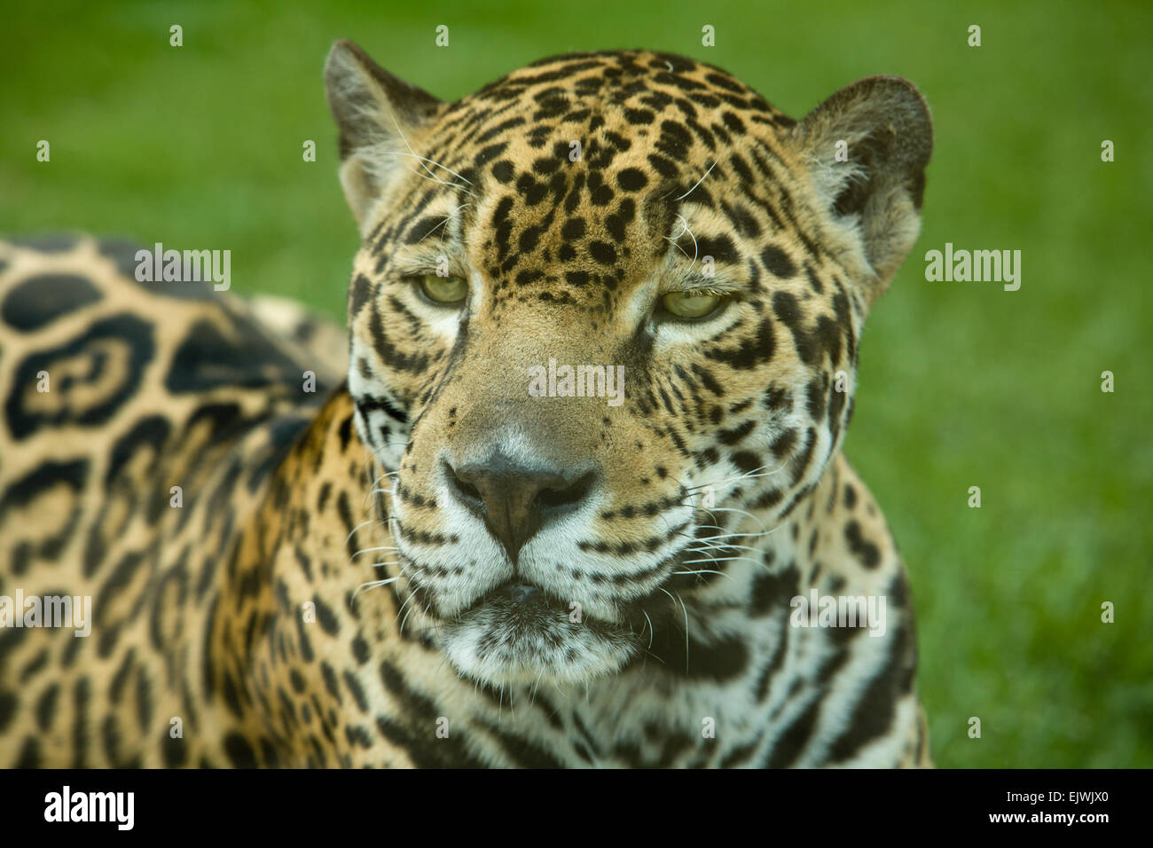 Close up of magnificent big cat jaguar or panthera onca eyes staring at camera Stock Photo