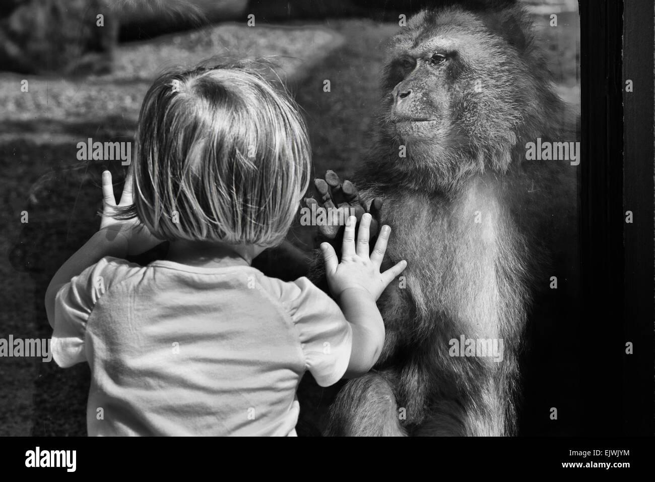 A tail-less macaque touching the zoo glass at same time that a child does Stock Photo