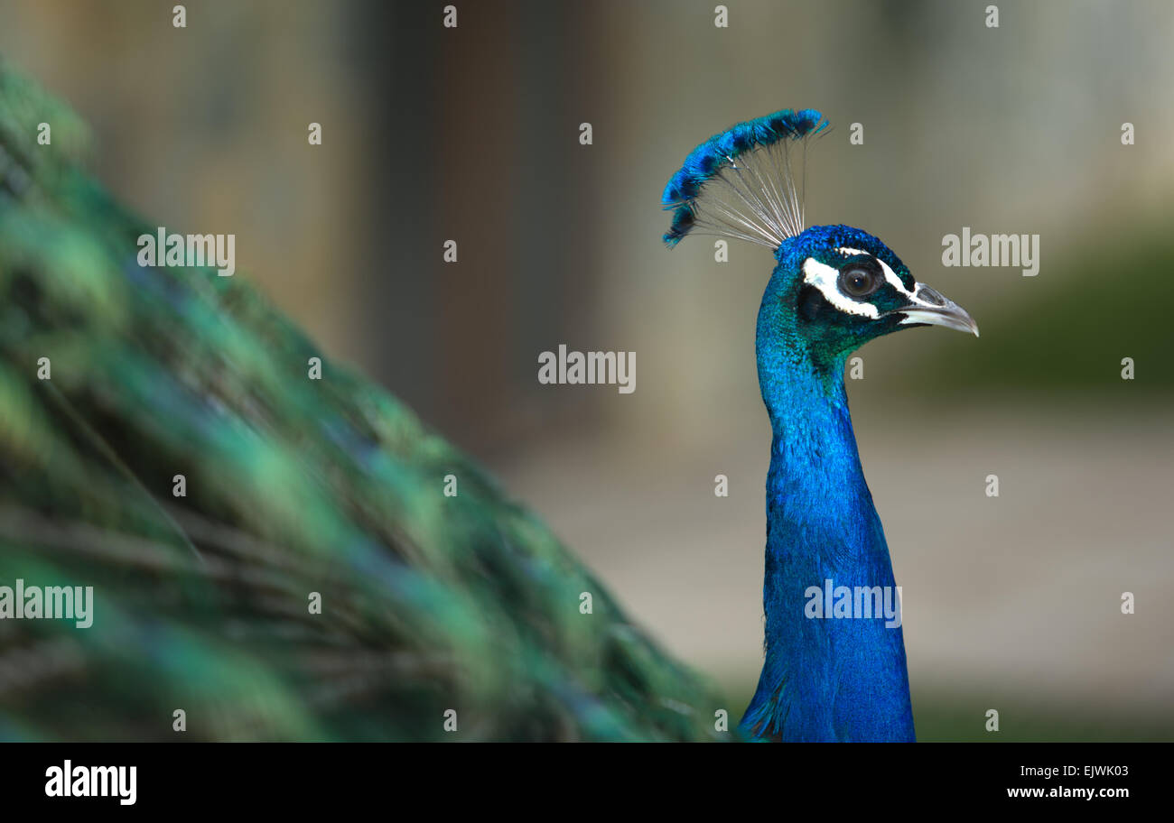 Claiming indian peacock with tail extended, Cordoba Zoo, Spain Stock Photo