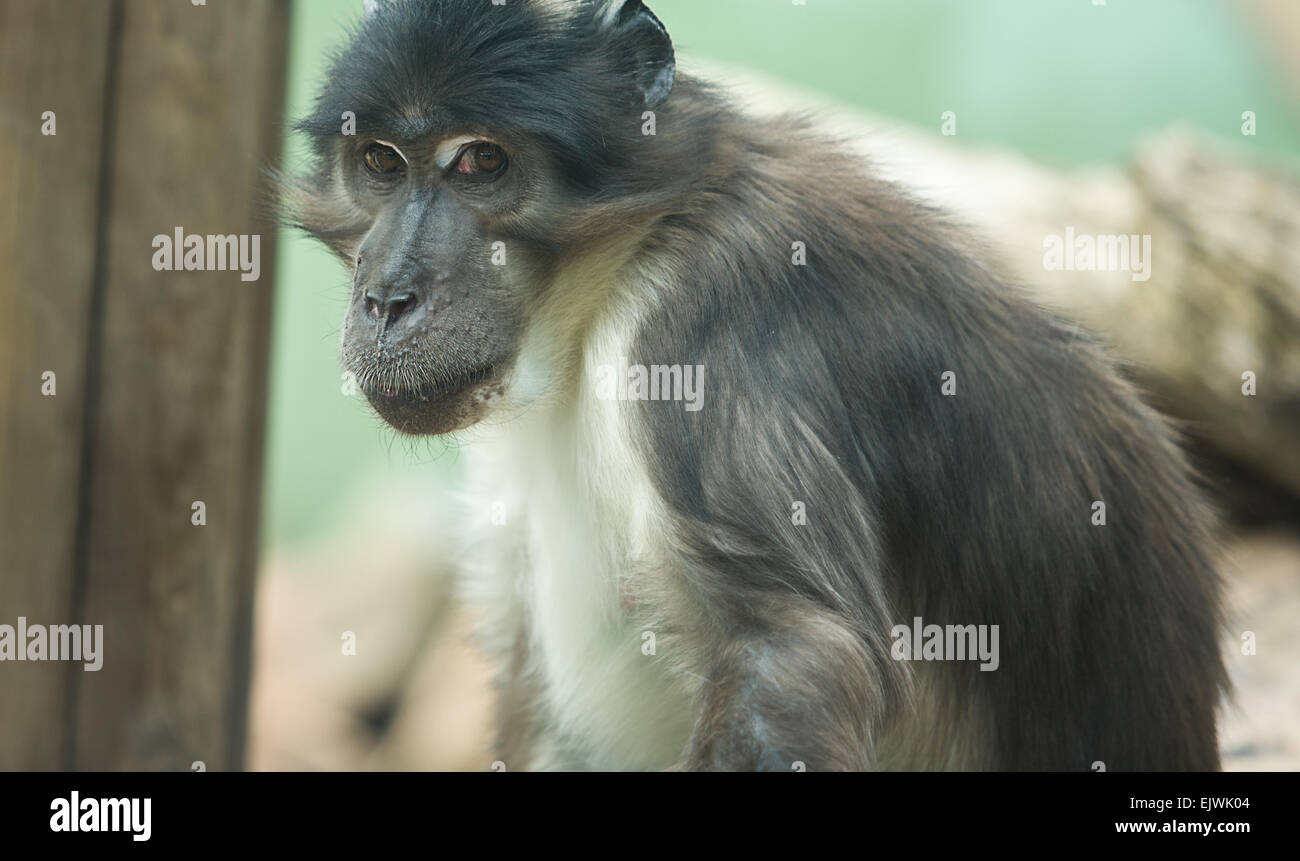 Portrait of a Shy Monkey, Cordoba Zoo, Spain Stock Photo