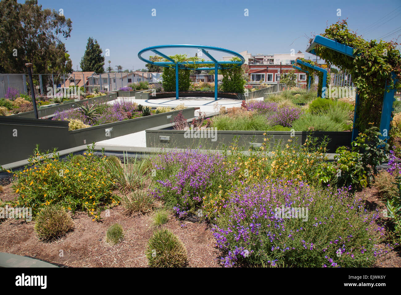 Los Angeles, California, USA. 01st Apr, 2015. On April 1, 2015, California Governor Jerry Brown announced first time in history mandatory water cutbacks as the state enters a fourth year of severe drought. The watering of decorative grasses on public street medians is banned. Drought tolerant parkway in South Central Los Angeles, California, USA drought. The order prohibits new homes and developments from using drinkable water for irrigation if the structures lack water-efficient drip systems. Credit:  Citizen of the Planet/Alamy Live News Stock Photo