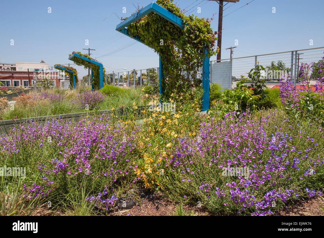 Los Angeles, California, USA. 01st Apr, 2015. On April 1, 2015, California Governor Jerry Brown announced first time in history mandatory water cutbacks as the state enters a fourth year of severe drought. The watering of decorative grasses on public street medians is banned. Drought tolerant parkway in South Central Los Angeles, California, USA drought. The order prohibits new homes and developments from using drinkable water for irrigation if the structures lack water-efficient drip systems. Credit:  Citizen of the Planet/Alamy Live News Stock Photo