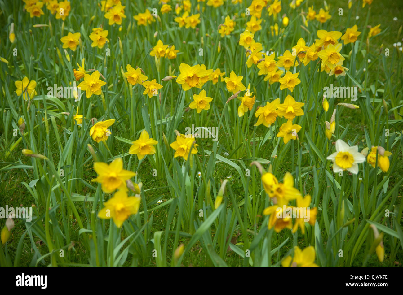 Set of yellow flowers in a park in Southampton. Conjunto de flores amarillas en un parque. Stock Photo