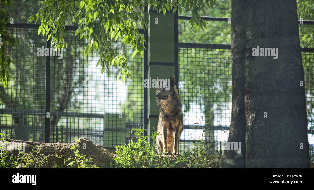 The iberian wolf standing in the zoo, Cordoba, Spain Stock Photo