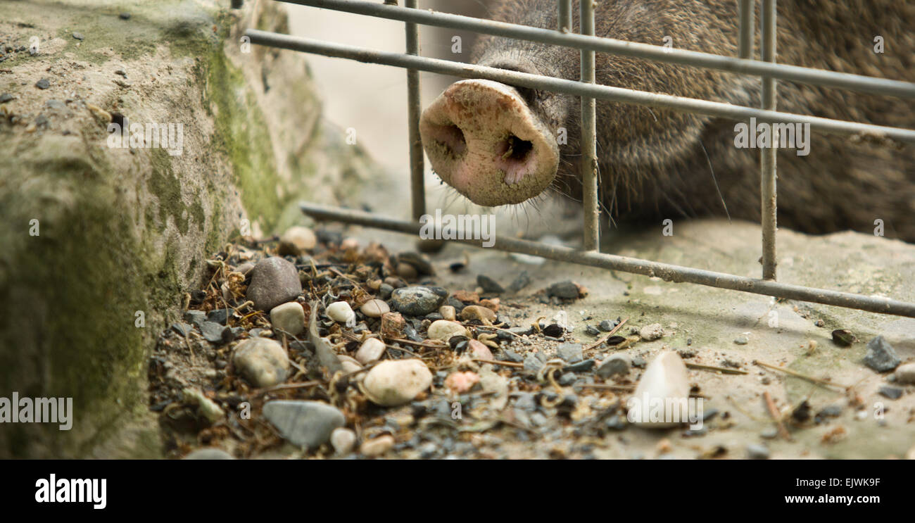 Pig like animals hires stock photography and images Alamy