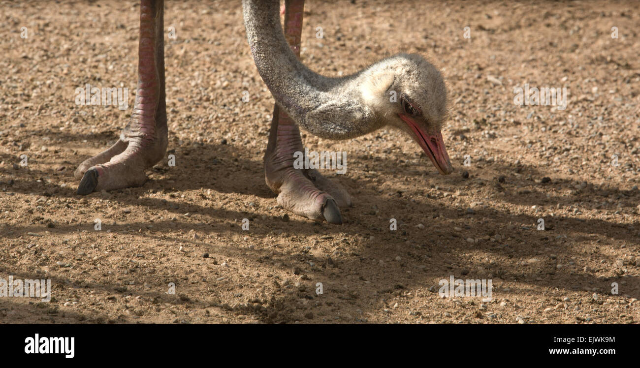 A beautiful wild African female Ostrich head portrait grazing and feeding in a Zoo Stock Photo