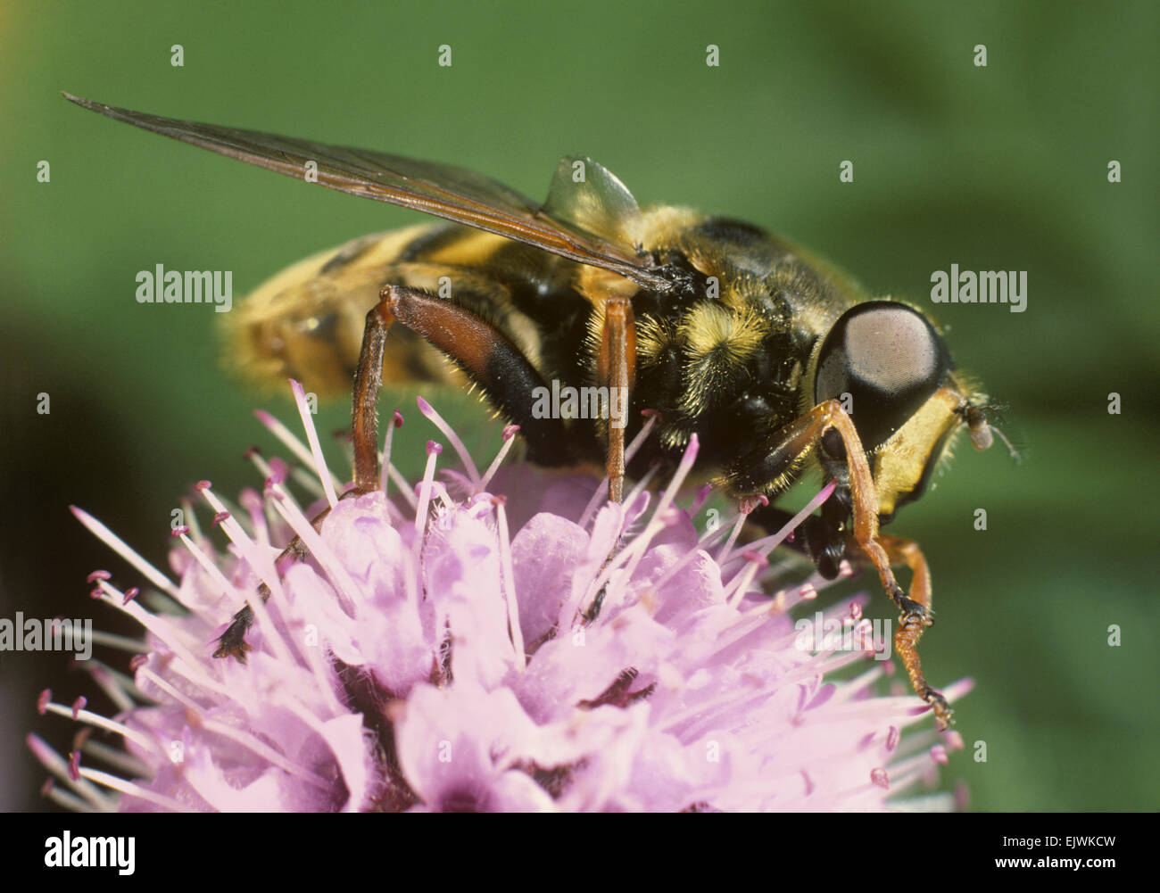 Bog Hoverfly - Sericomyia silentis Stock Photo