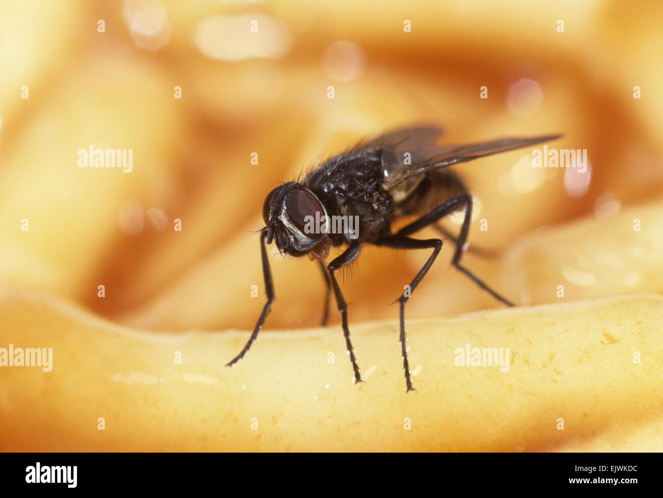 Lesser house fly deals