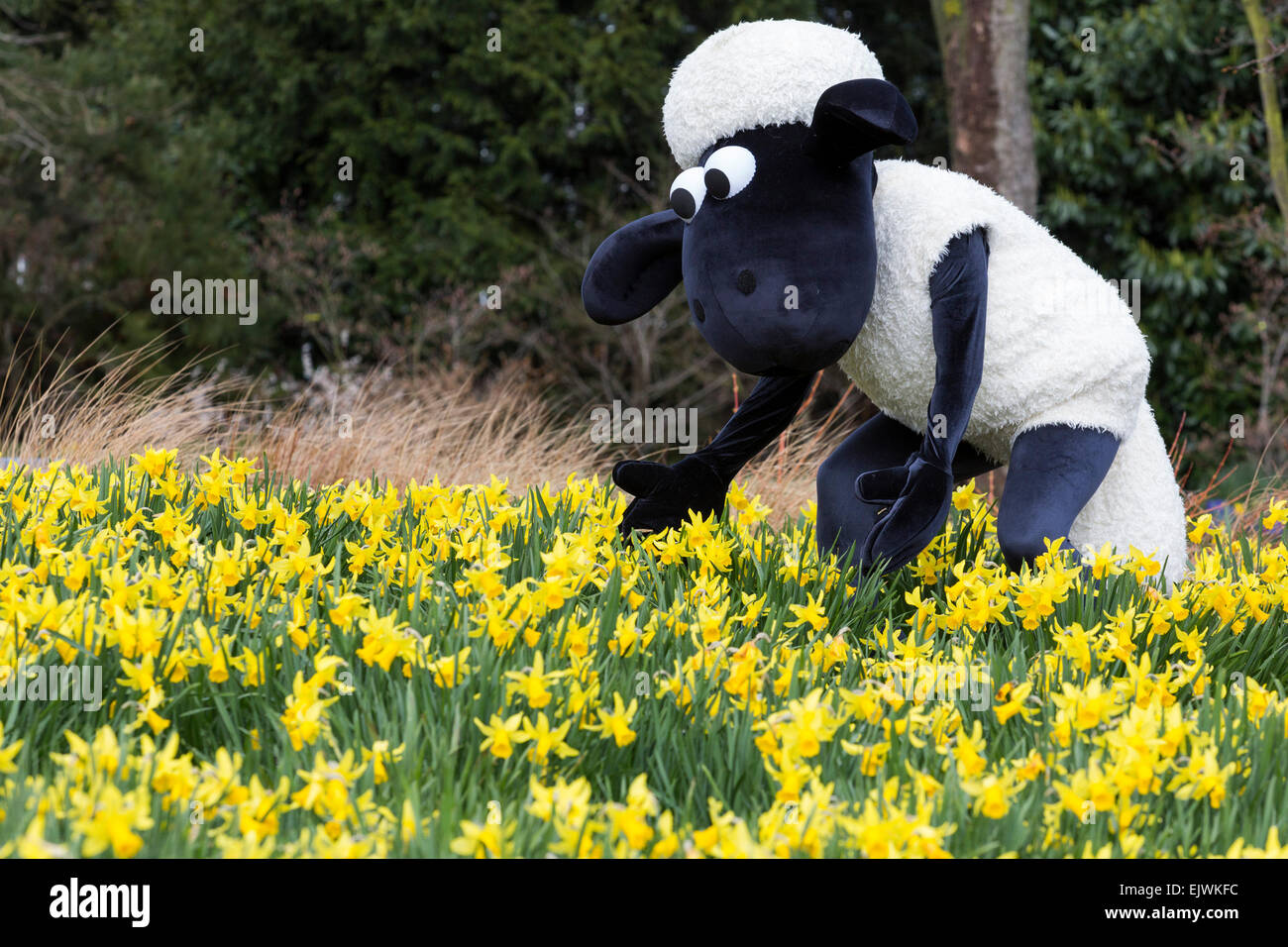 Shaun the Sheep with daffodils. Kew Gardens' Easter Festival "Shaun the