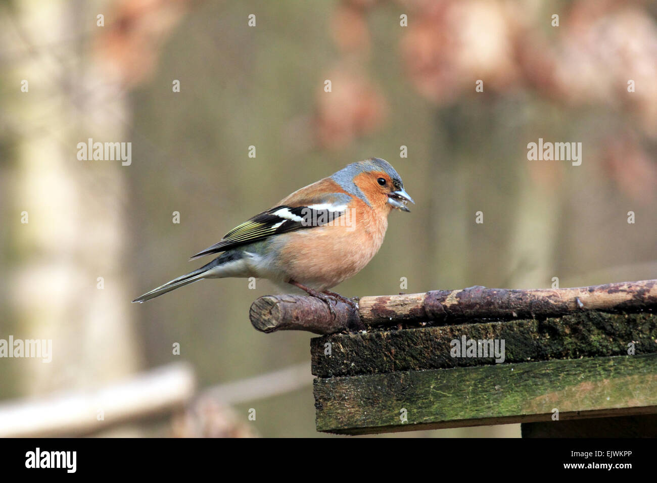 Chaffinch   Fringilla coelebs a passerine songbird in the finch Family Stock Photo