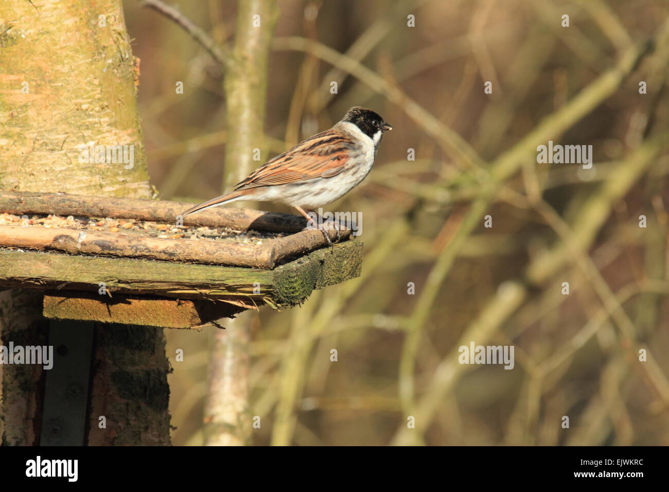 Reed Bunting Emberiza schoeniclus A male Bird of Farmland and wetland in the Bunting family Stock Photo
