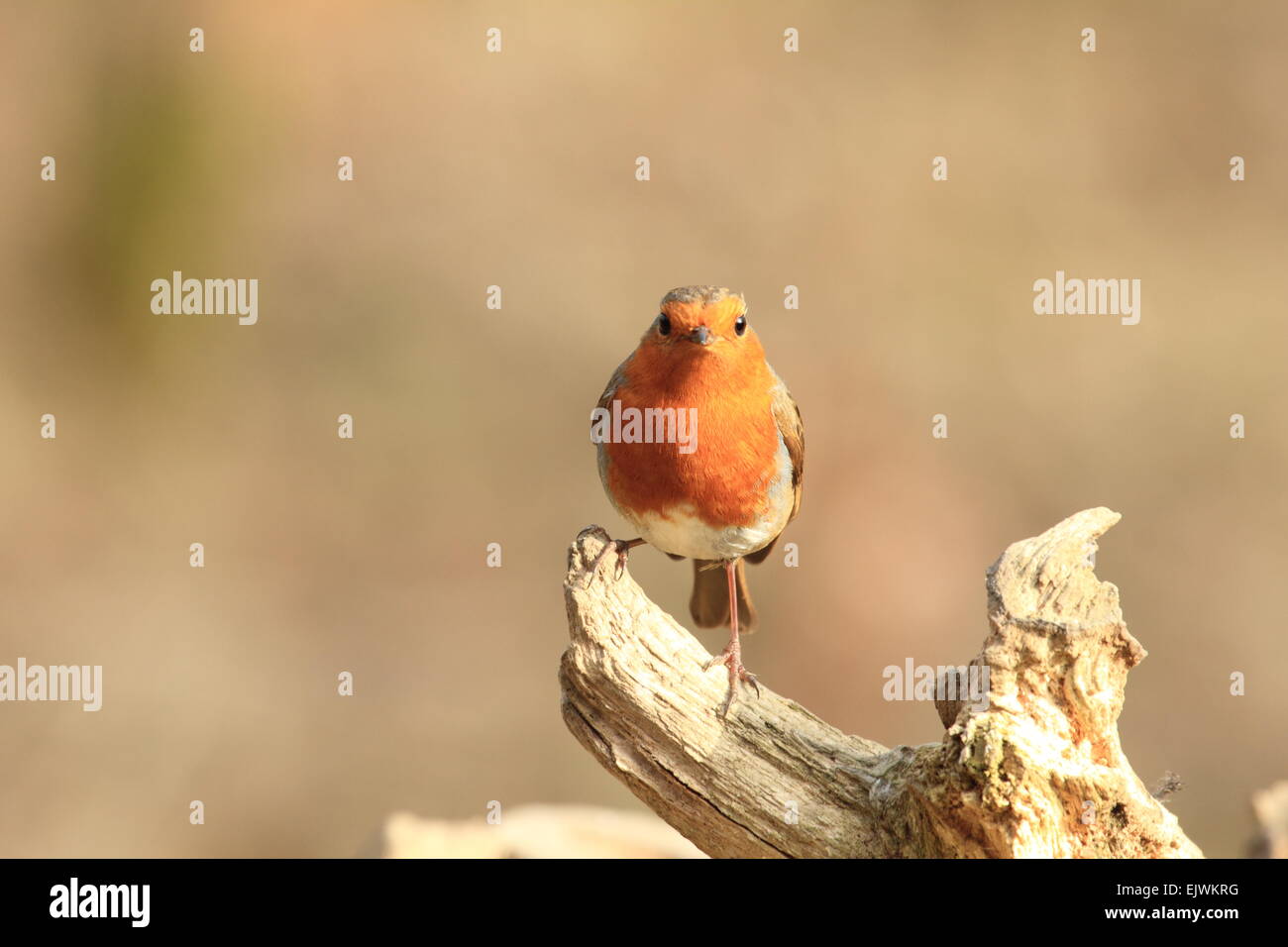 Robin  Erithacus rubecula passerine  A small passerine songbiord in the thrush family Stock Photo