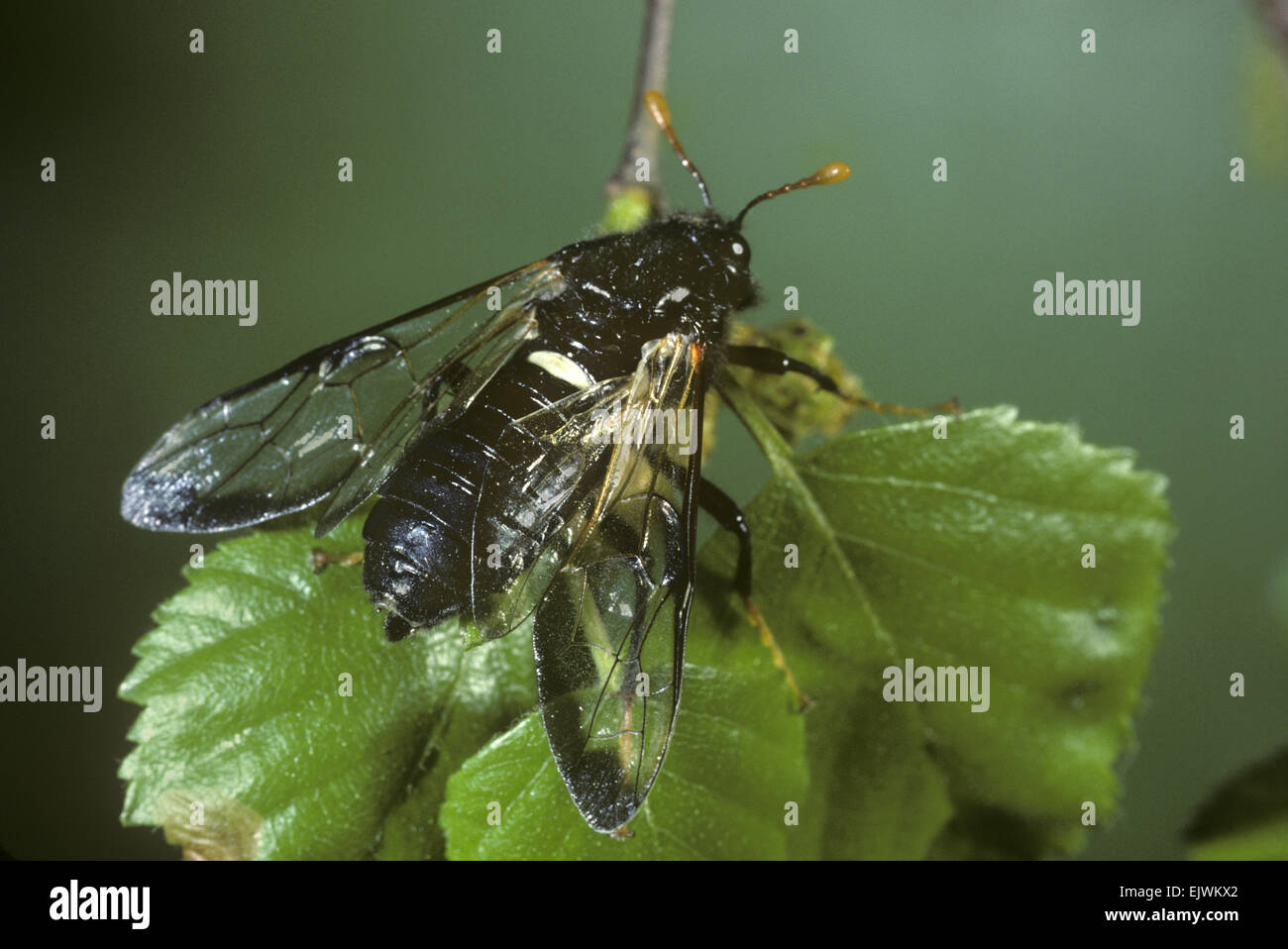 Birch Sawfly - Cimbex femoratus Stock Photo