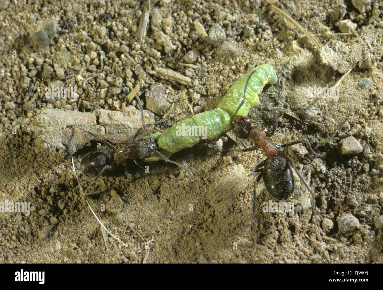 Wood Ants Formica rufa with caterpillar prey Stock Photo Alamy