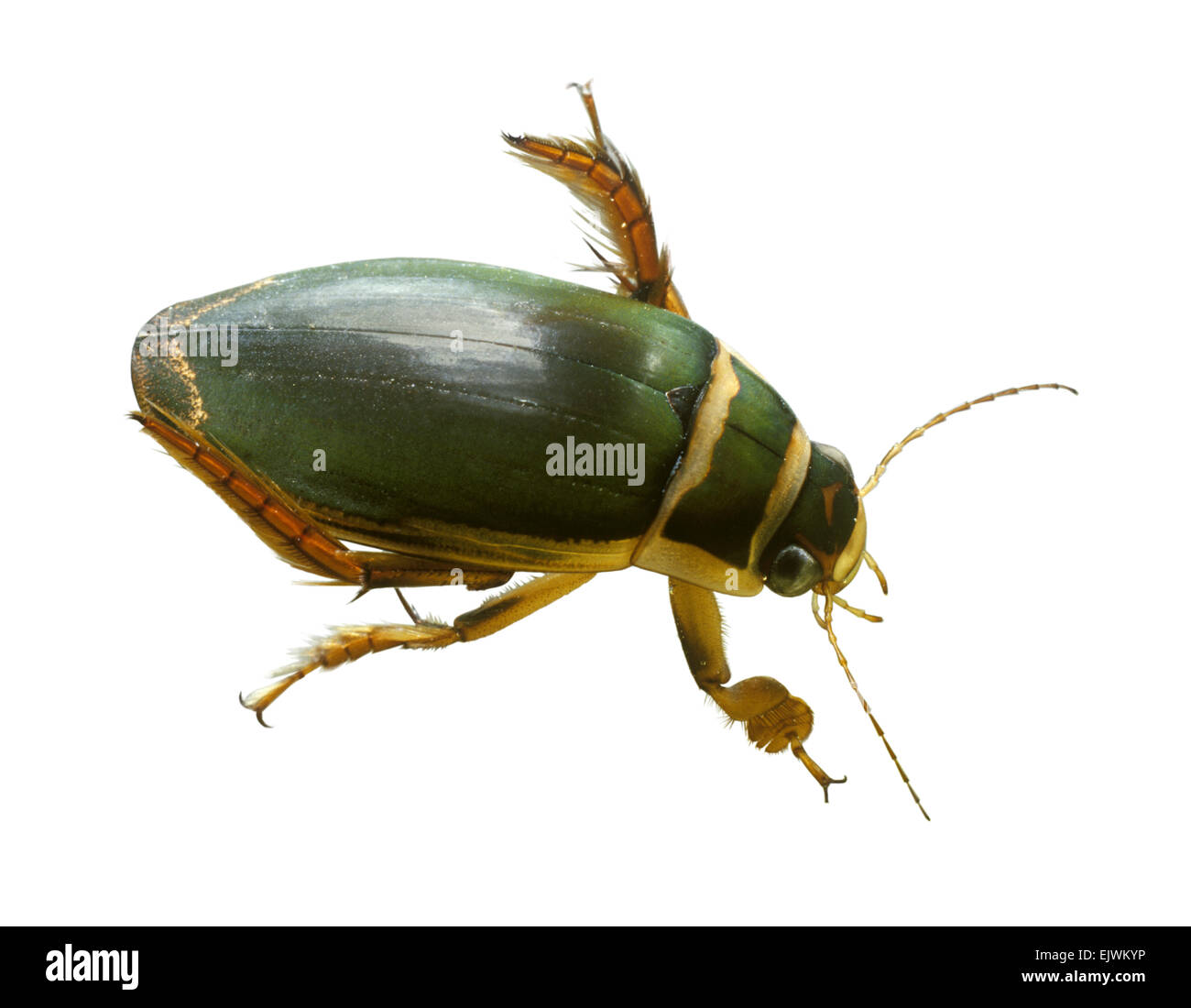 Great Diving Beetle - Dytiscus marginalis Stock Photo